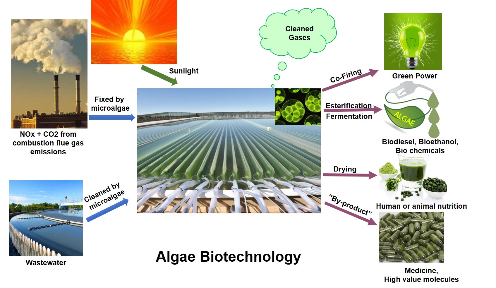 Algae Biotechnology.jpg